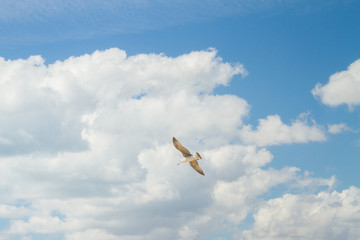 Bird Albatross is flying in the blue sky with white clouds