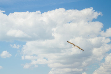Bird Albatross is flying in the blue sky with white clouds
