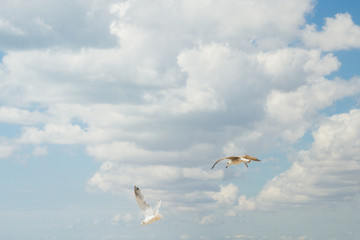 Bird Albatross is flying in the blue sky with white clouds