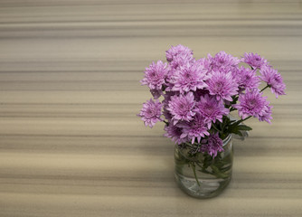 Pink chrysanthemum flower