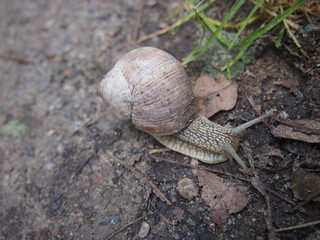 snail