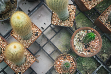 small cuctus at the cafe set