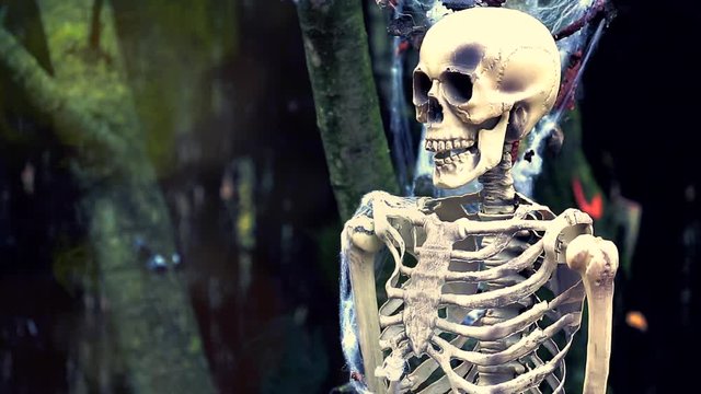 Human Skeleton Burning in the Forest. Halloween Background - HD Video