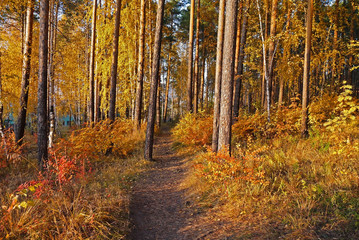 The autumn woods were covered with paint. Ekaterinburg, Sverdlovsk oblast, Russia.