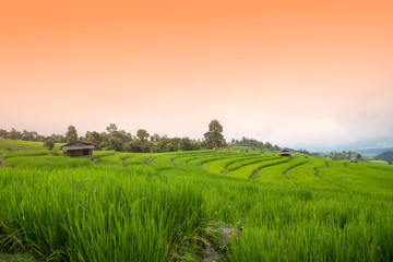 Bamboo hut and beautiful green rice step field in Na Pong Pieng, Chiangmai, Thailand