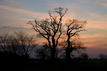 Obraz na płótnie Canvas Trees in hedgerow in winter at dawn