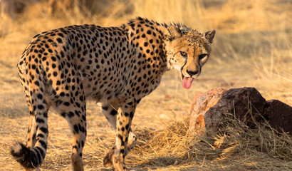 Gepard schaut nach hinten © familie-eisenlohr.de