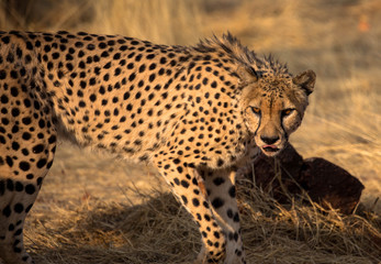 Gepard, freilebend in Namibia © familie-eisenlohr.de