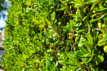 Fototapeta premium Green fence goes into the distance. green backdrop