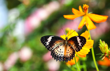 Obraz premium Closeup butterfly on orange cosmos flowers.