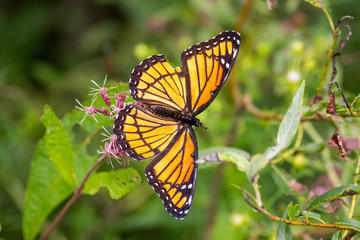 Monarch Butterfly