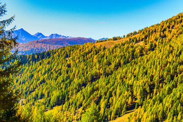 L&auml;rchen im Herbst