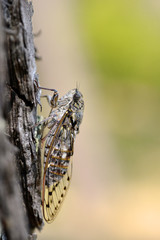 Closeup of Cicada orni on trunk tree seen from profile in the south of France