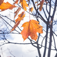 Leaves of Norway Maple, Acer platanoides, in autumn against sunlight with bokeh background, selective focus, shallow DOF