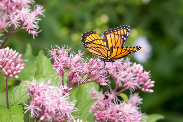 Monarch Butterfly