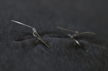 stitches on newly speyed cat
