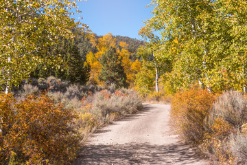 Fall color in Nevada