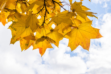 Yellow autumn maple leaves