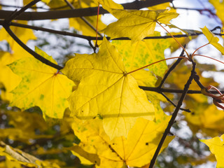 Leaves of Norway Maple, Acer platanoides, in autumn against sunlight with bokeh background, selective focus, shallow DOF