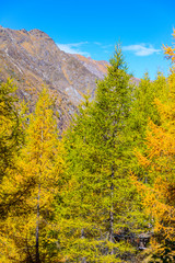 Fototapeta premium Lärchen im Herbst