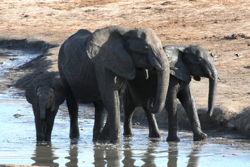 Fototapeta na wymiar African elephant, Loxodonta africana, at waterhole Hwange National Park, Zimbabwe