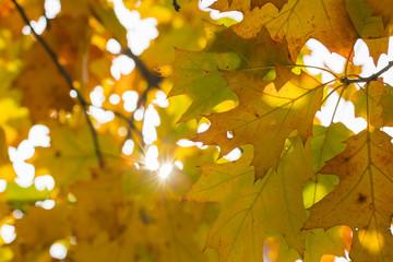 Season of beautiful autumn leaves