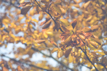 Season of beautiful autumn leaves