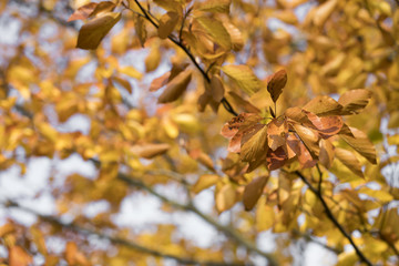 Season of beautiful autumn leaves