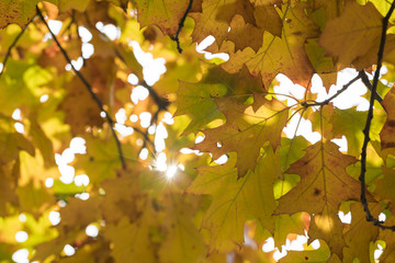 Season of beautiful autumn leaves