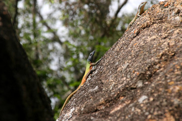 a colorful Pungwe flat lizard  of the genus Platysaurus, in the Matopos National Park, Zimbabwe