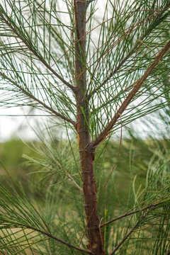 Pinecone tree closeup