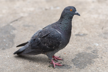 The pigeon standing isolated on the ground