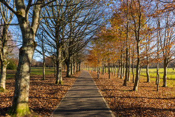 Pathway through autumn landscape outdoor public park
