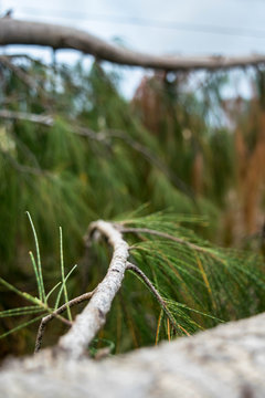 Autumn pine tree branch
