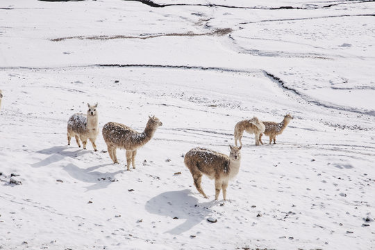 Alpakas in. the Snow
