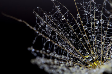 Abstract macro photo of a dandelion with water drops on a black background. Rain drops on a spider web.