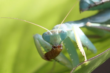 sphrodomantis lineola