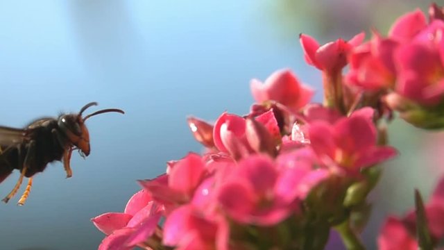 Wasp hornet fly hovering closeup view