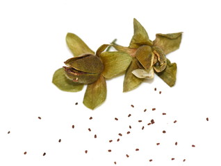 Seed capsules and seed from foxglove plant on white background