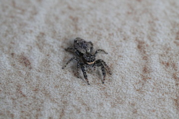 jumping spider