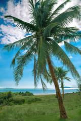 Fototapeta na wymiar palm tree tropical sea landscape