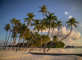 Fototapeta na wymiar Palms on the Beach, Maldives