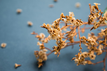  dried flower