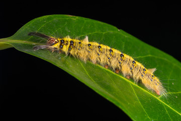 Rose-myrtled Lappet Moth caterpillar isolated on the leaf using focus stacking technique
