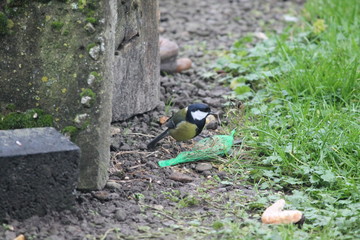 Obraz premium great tit