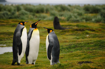 Obraz na płótnie Canvas King Penguins on Salisbury plains