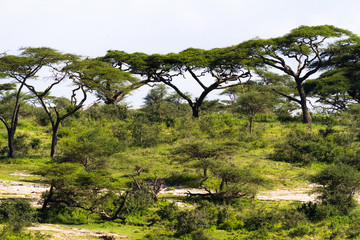 Green landscape in the Serengeti. Tanzania, Africa