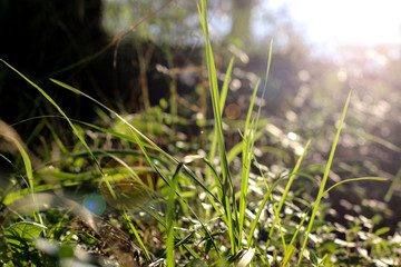 the grass in the sun, plants in the Park, thin sheets, the rays of the sun on the plant
