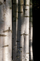 Silver birch (Betula spp) tree trunks