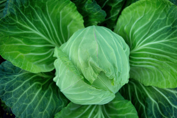 Fototapeta premium fresh cabbage 